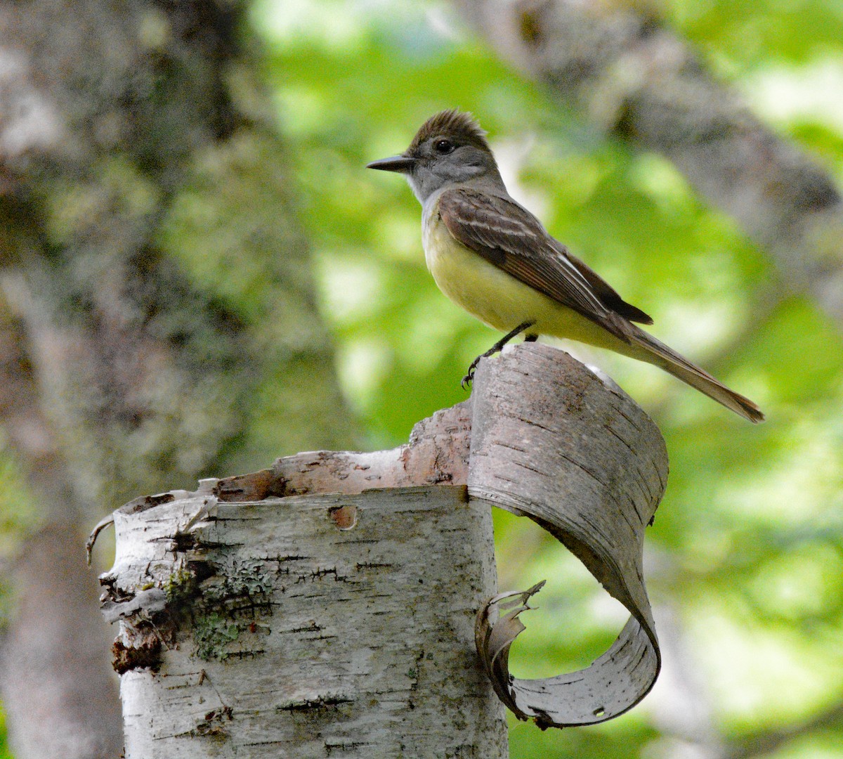 Great Crested Flycatcher - ML620805226