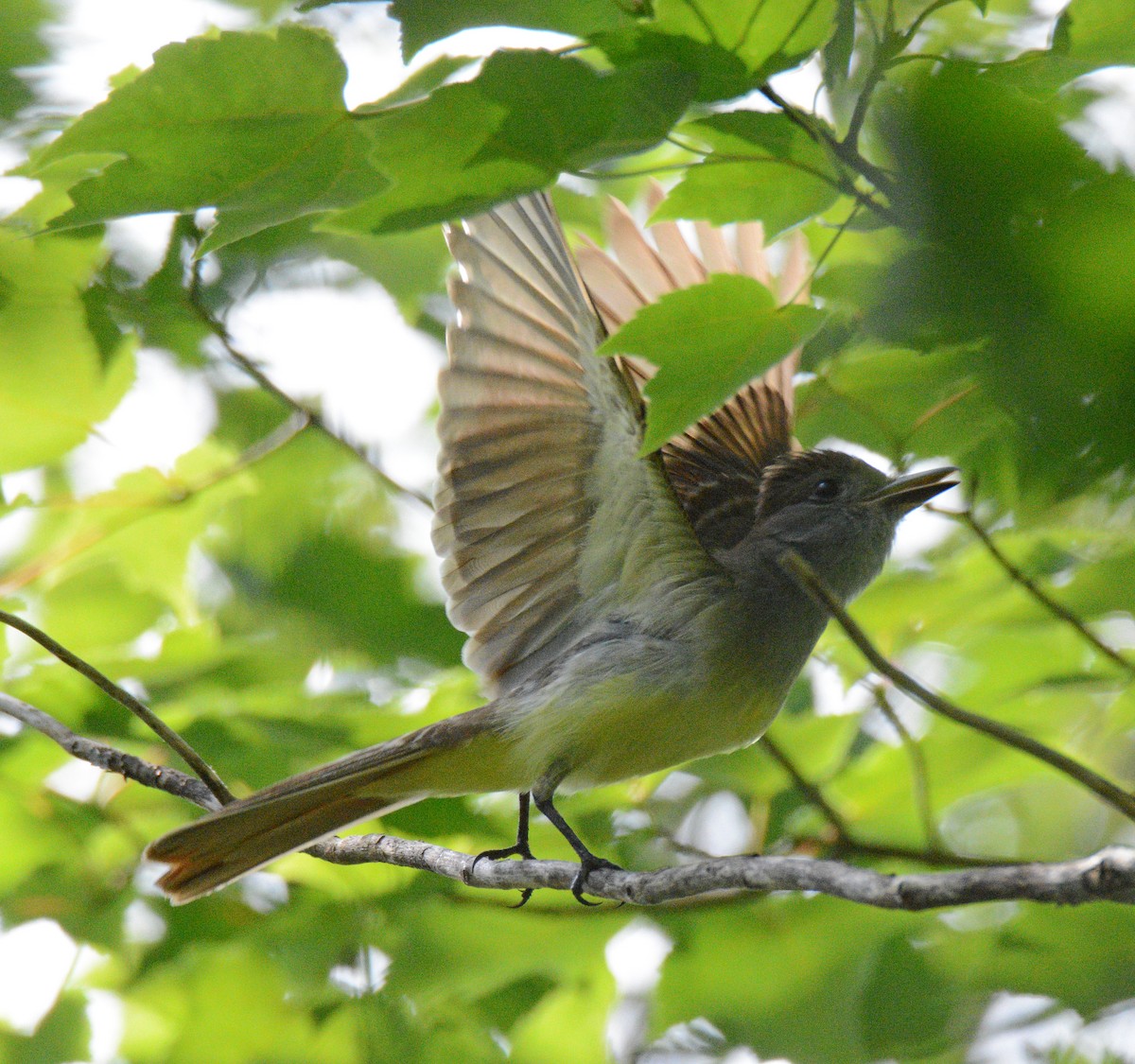 Great Crested Flycatcher - ML620805227