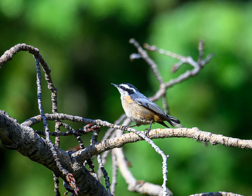 Red-breasted Nuthatch - ML620805228