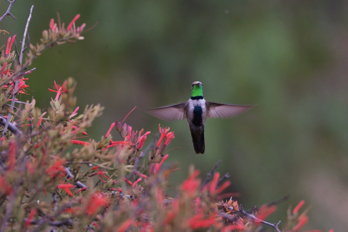 White-sided Hillstar - ML620805234