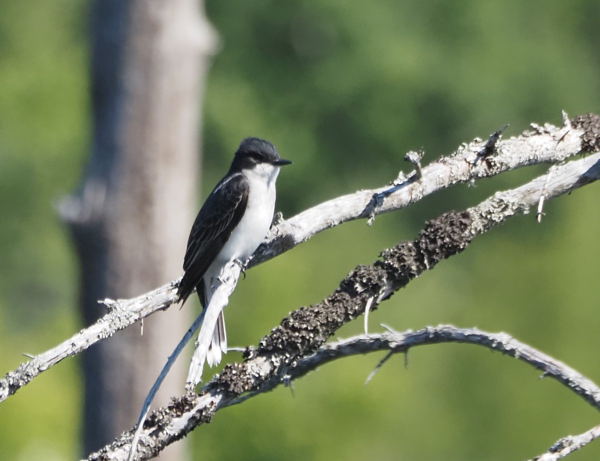 Eastern Kingbird - ML620805236