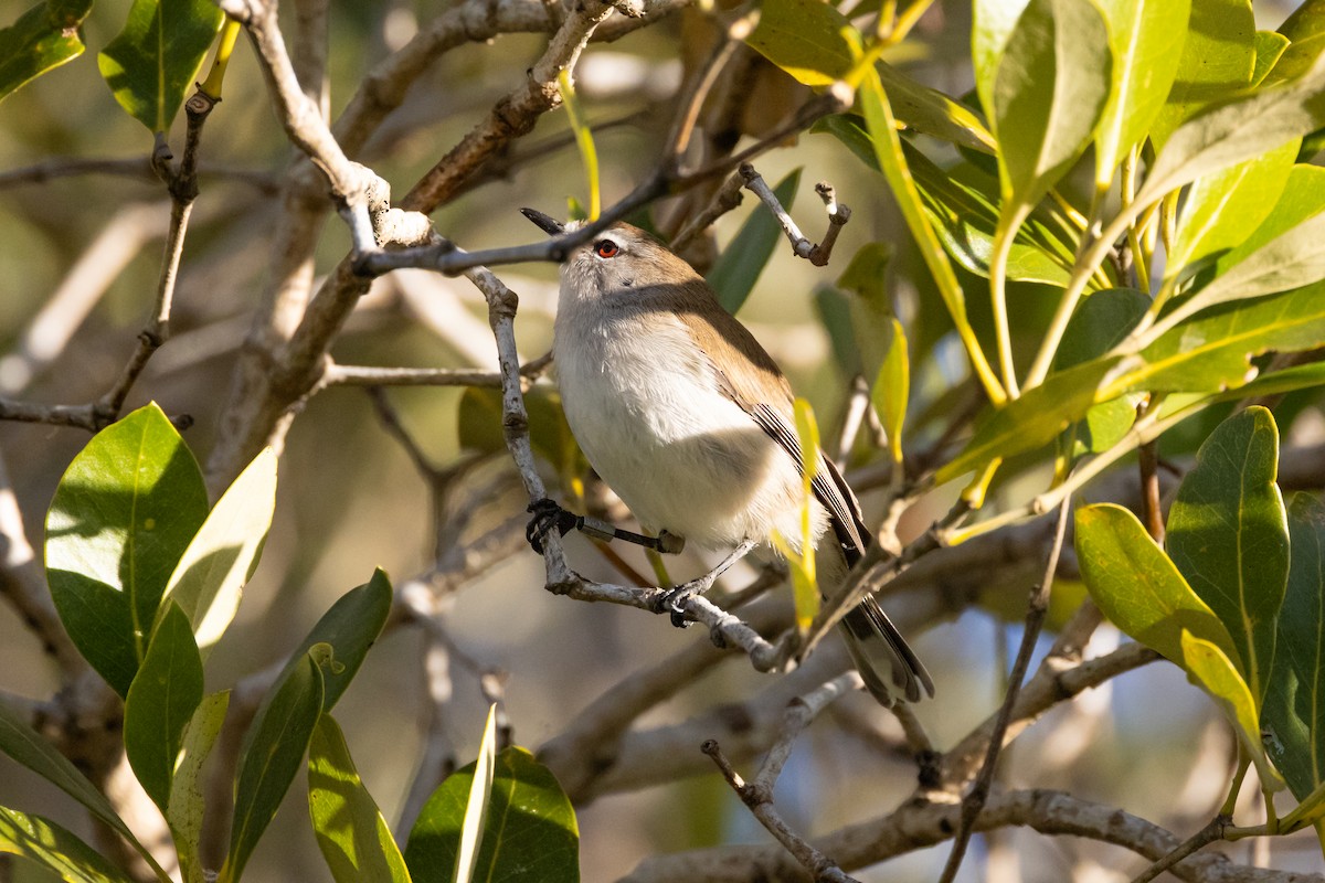 Mangrove Gerygone - ML620805237