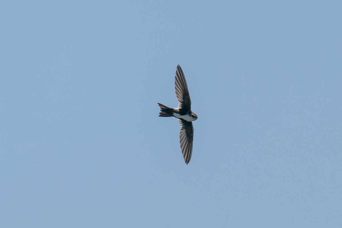 White-throated Swift - ML620805241