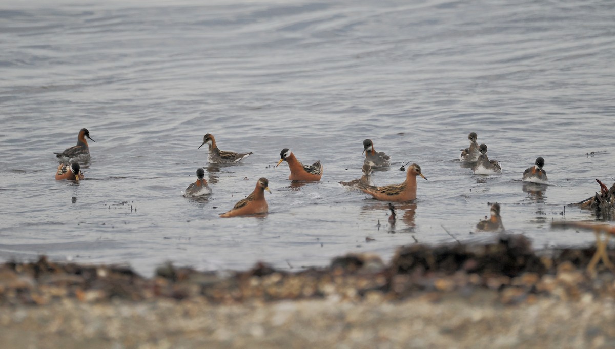 Red Phalarope - Randy Pinkston