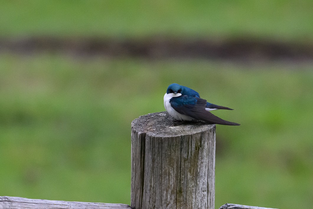 Tree Swallow - ML620805243