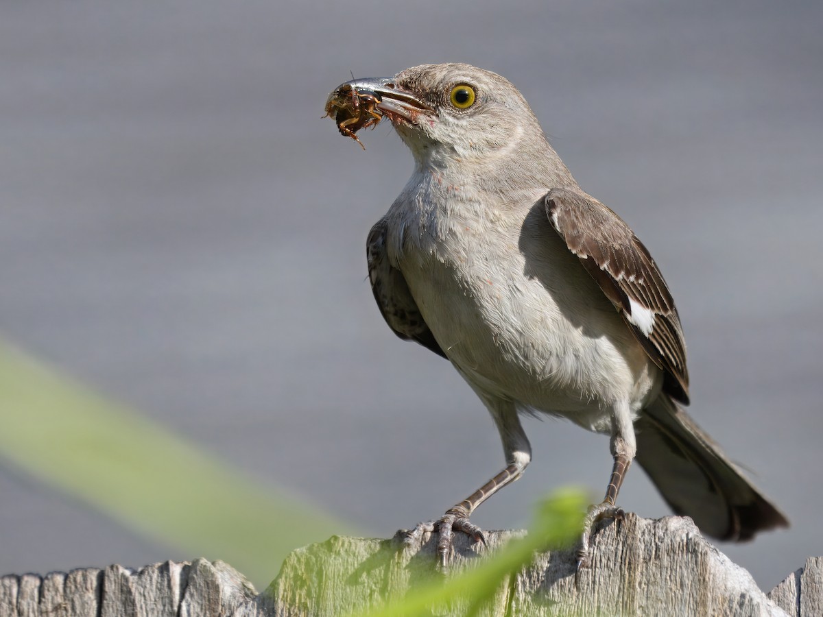 Northern Mockingbird - ML620805244