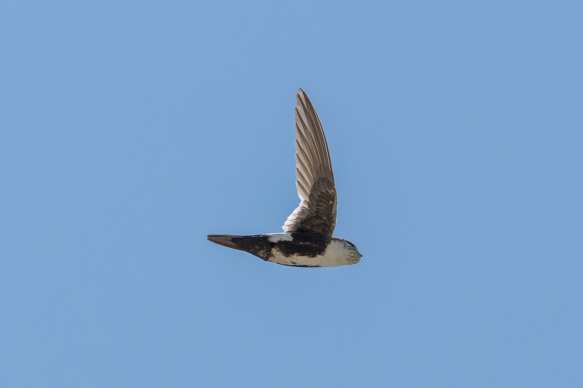 White-throated Swift - ML620805245