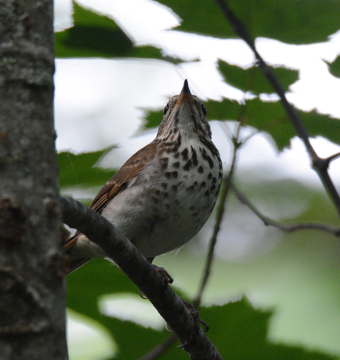 Hermit Thrush - ML620805249