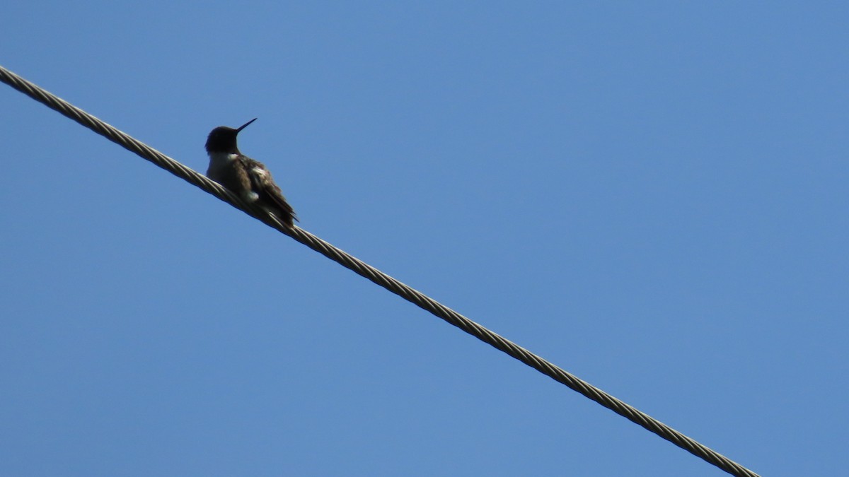 Ruby-throated Hummingbird - ML620805250