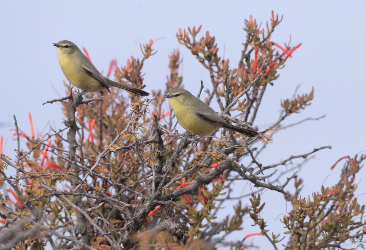 Greater Wagtail-Tyrant - Júlio César Machado