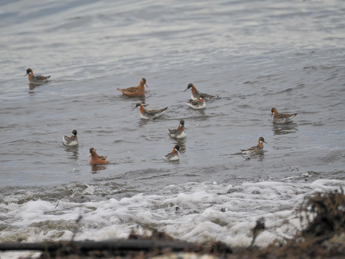 Red-necked Phalarope - ML620805258