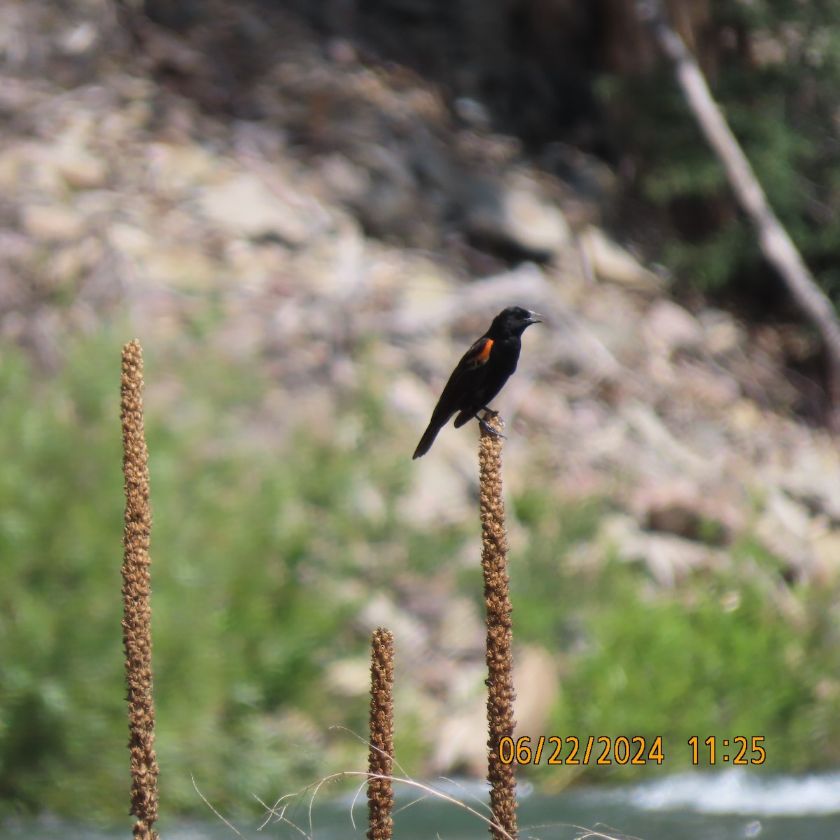 Red-winged Blackbird - ML620805263