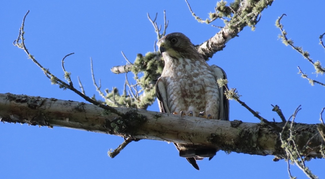 Broad-winged Hawk - ML620805264