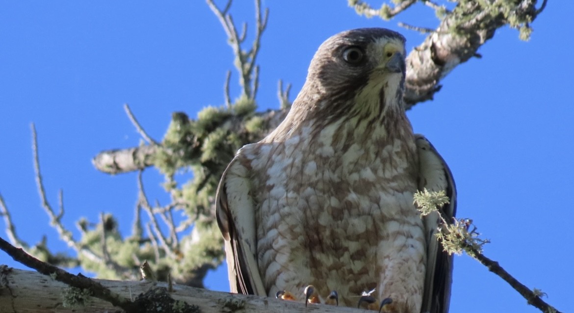 Broad-winged Hawk - ML620805265