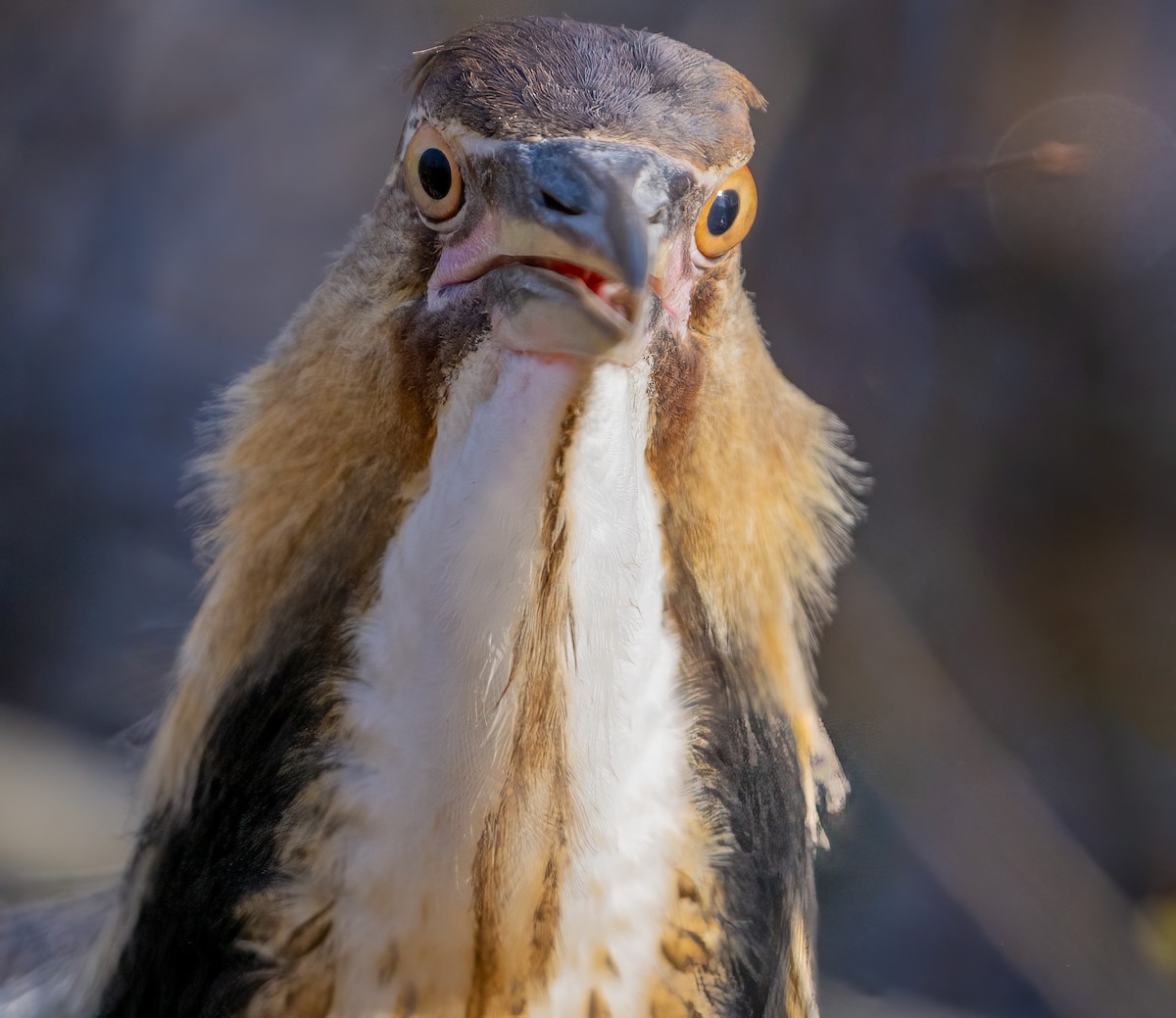 American Bittern - ML620805266