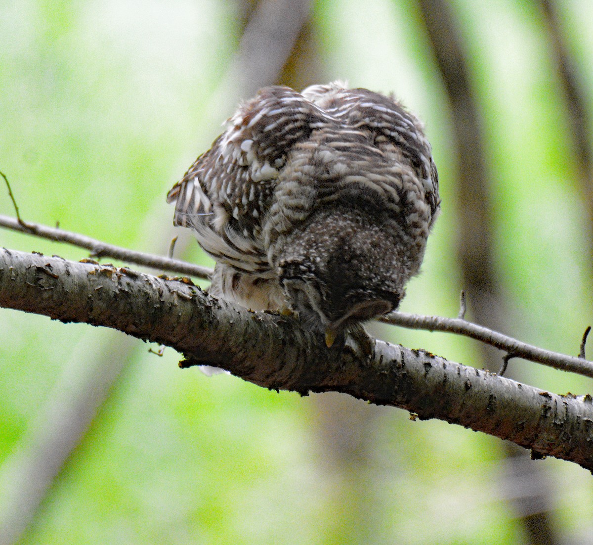 Barred Owl - ML620805268