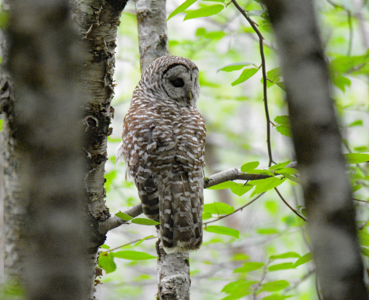 Barred Owl - Michael J Good