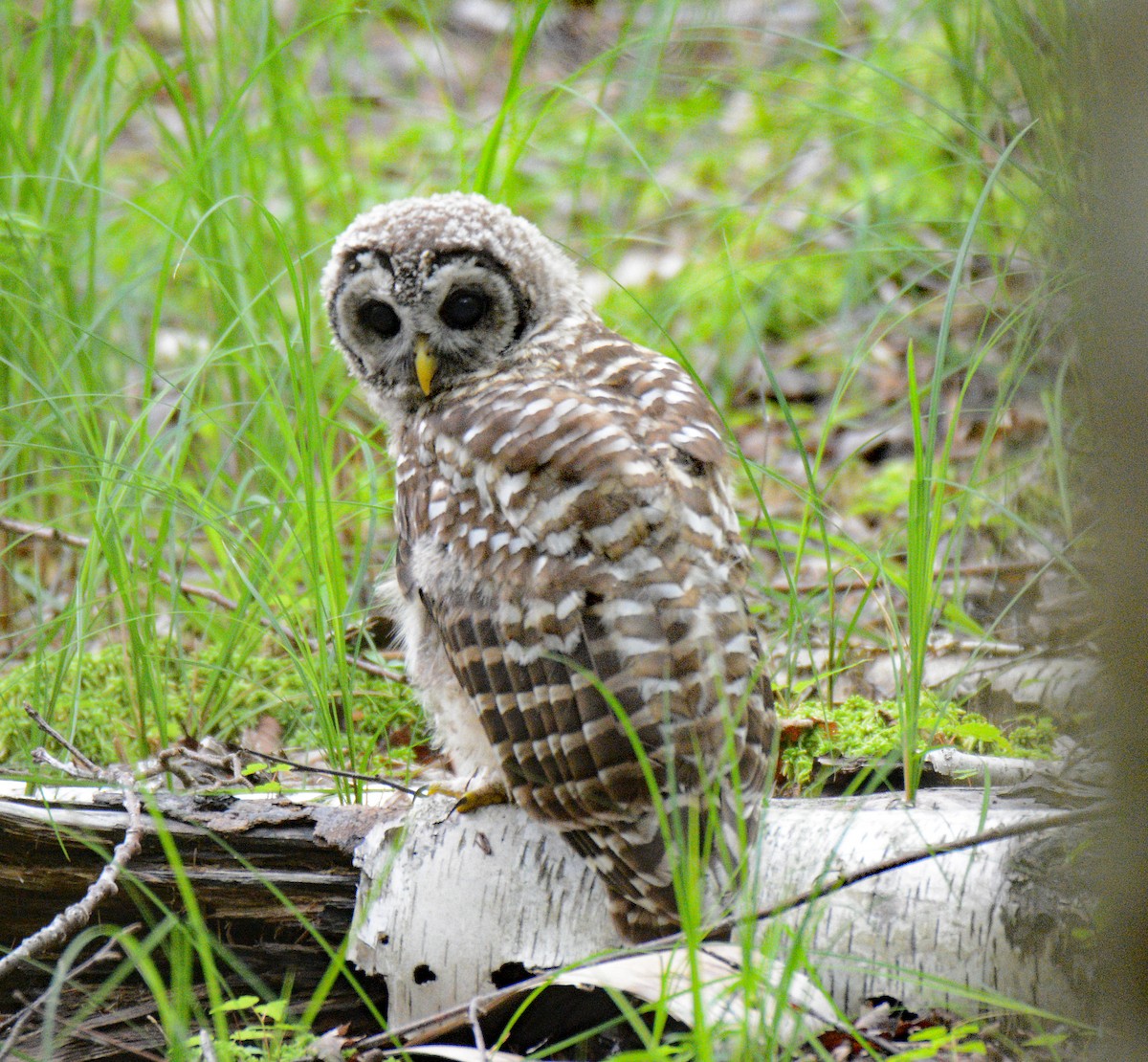 Barred Owl - ML620805272