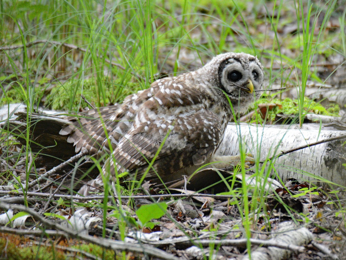 Barred Owl - ML620805273