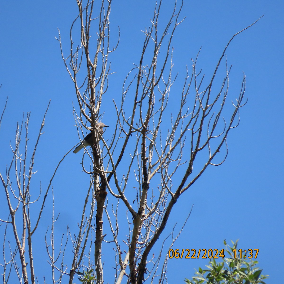 Clark's Nutcracker - ML620805275