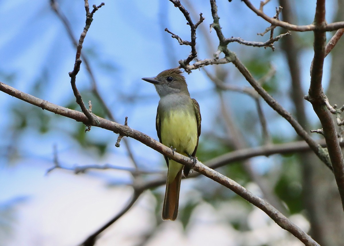 Great Crested Flycatcher - ML620805277