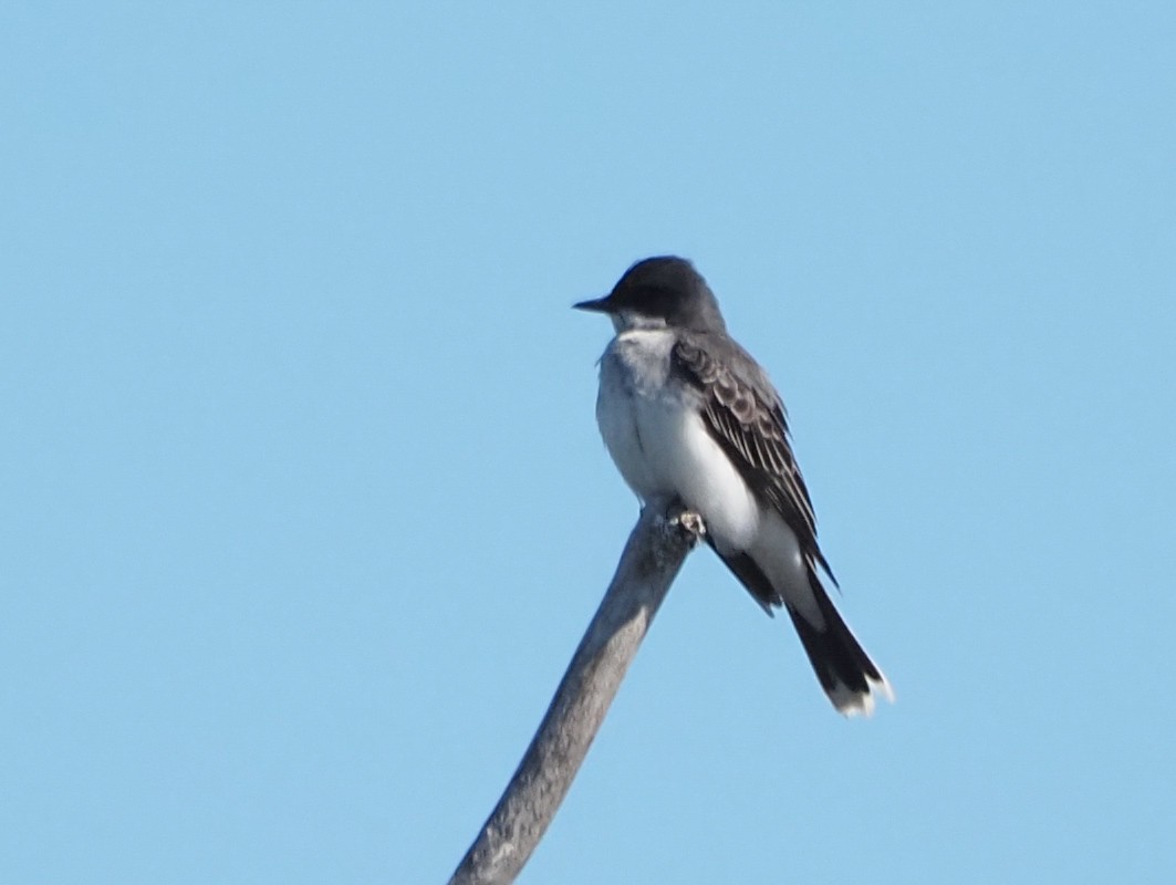 Eastern Kingbird - ML620805280