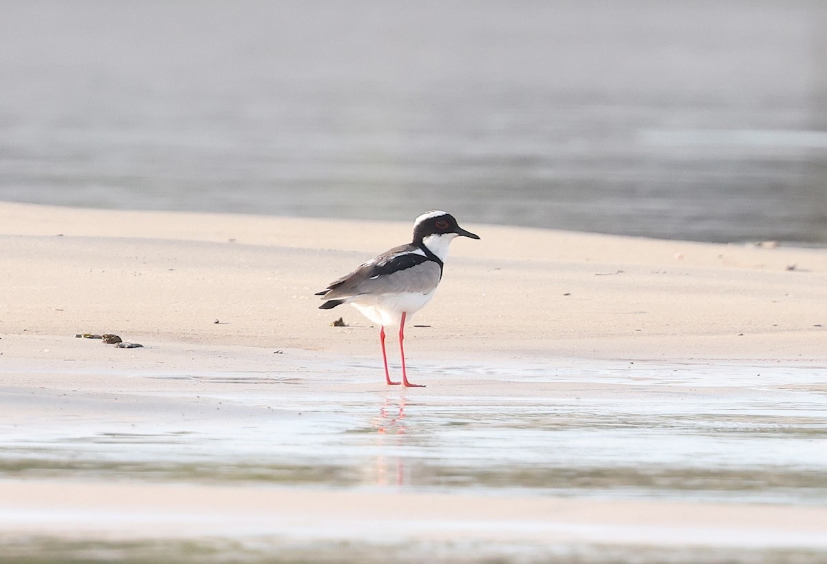 Pied Plover - ML620805281