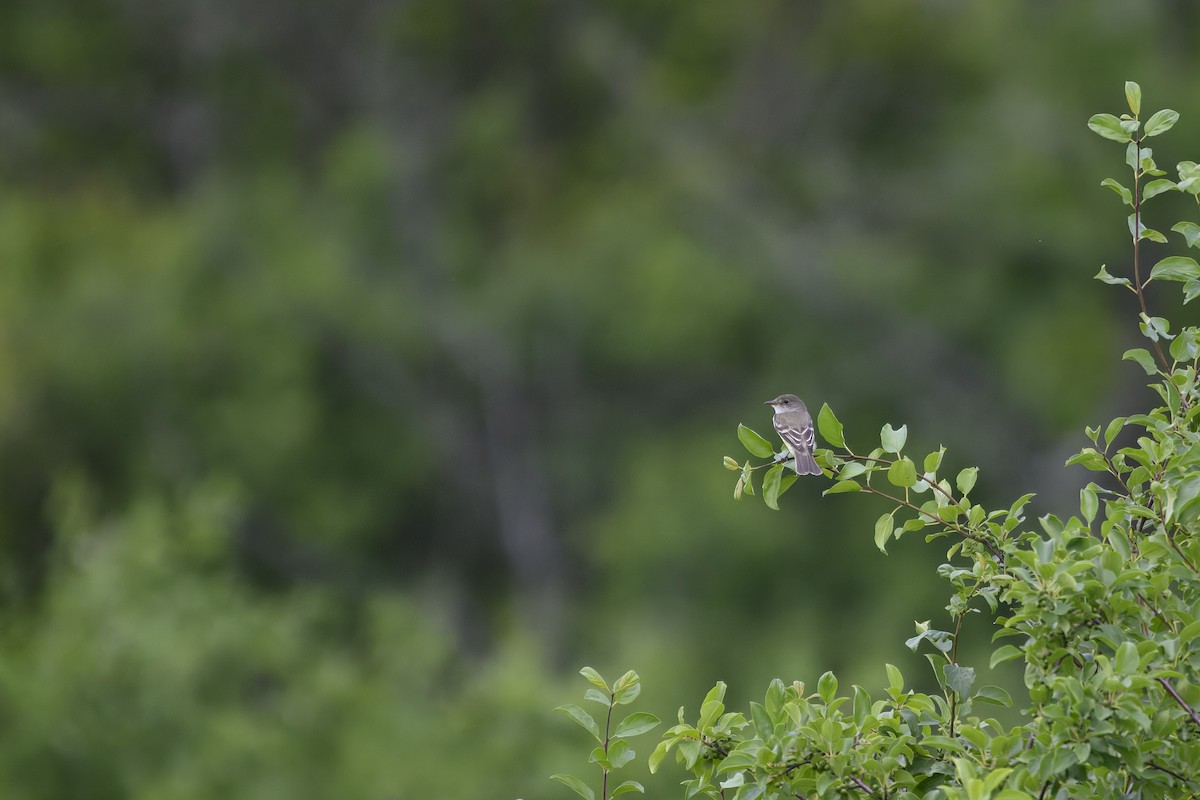 new world flycatcher sp. - ML620805286