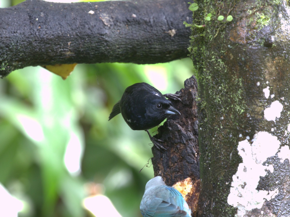 White-lined Tanager - ML620805291