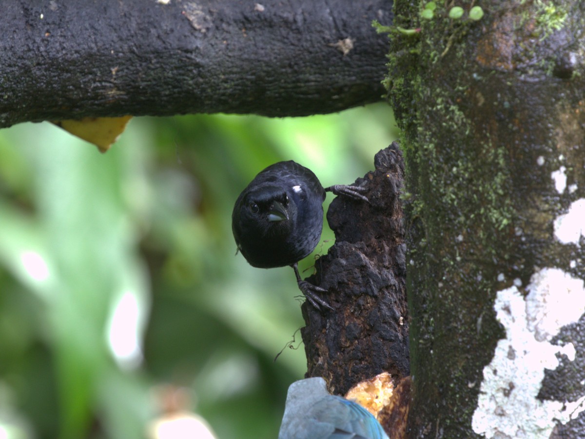 White-lined Tanager - ML620805292