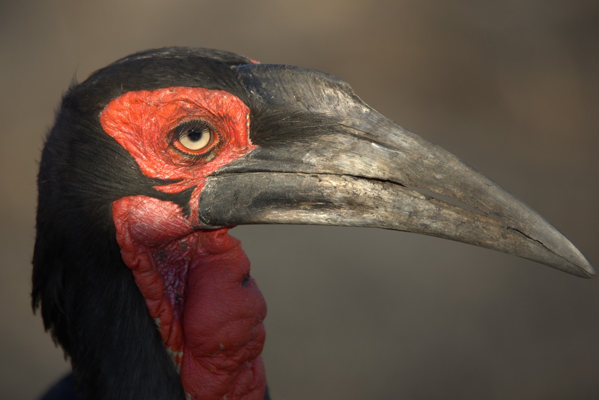 Southern Ground-Hornbill - ML620805294