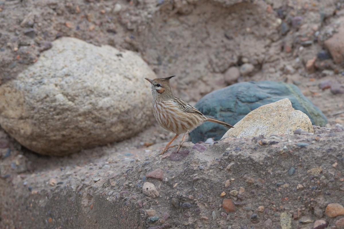 Chacobuschläufer - ML620805295