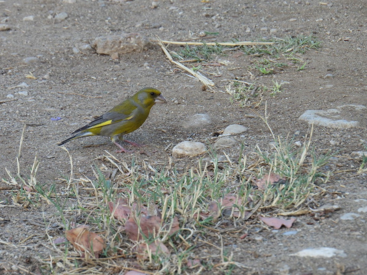 ירקון - ML620805296