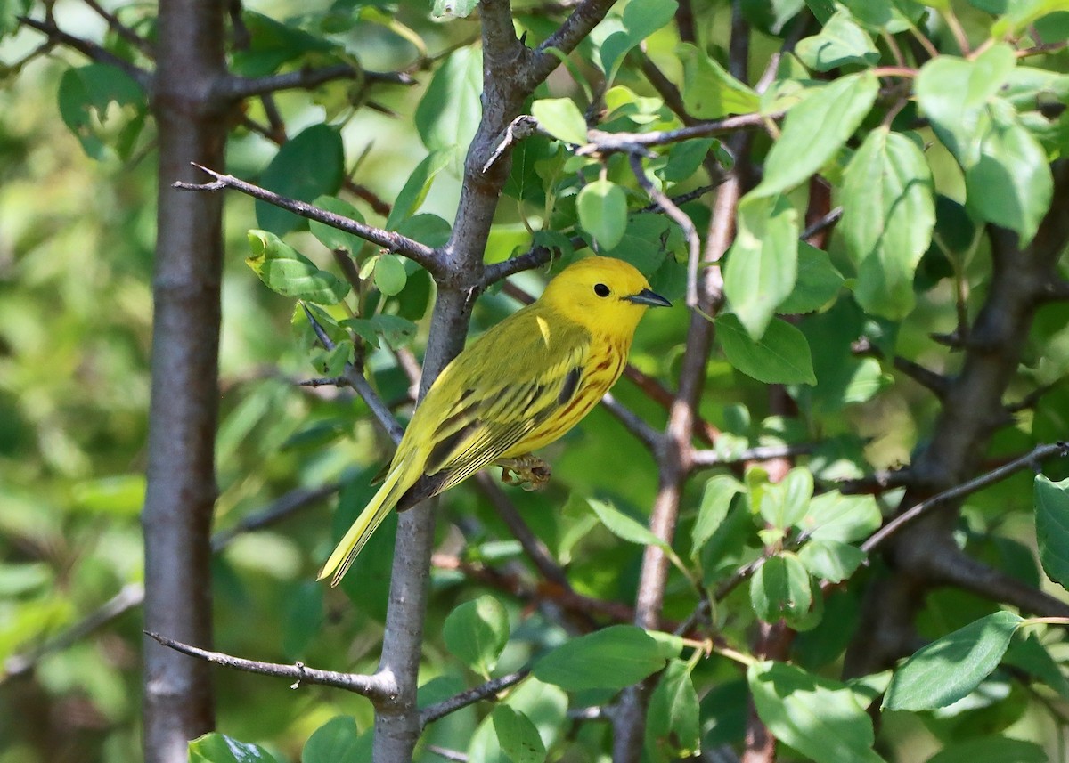 Yellow Warbler - ML620805298