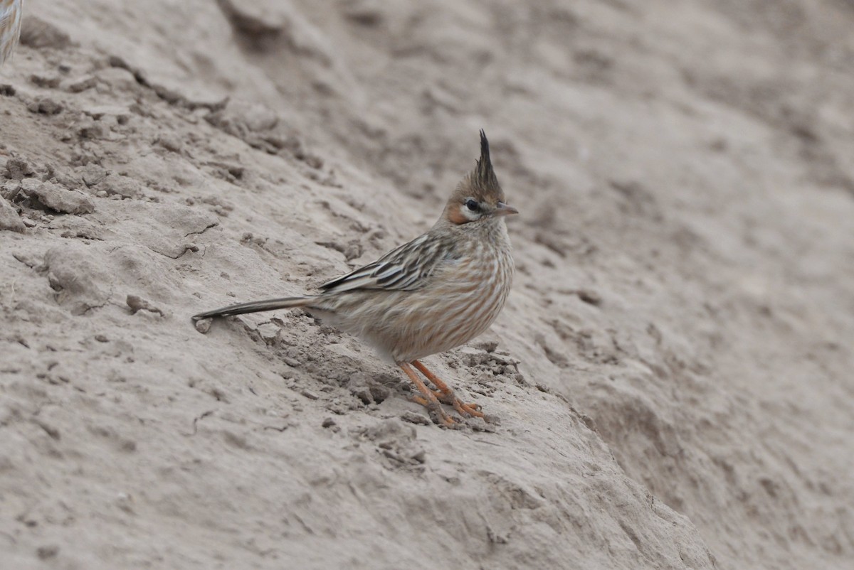 Lark-like Brushrunner - ML620805299