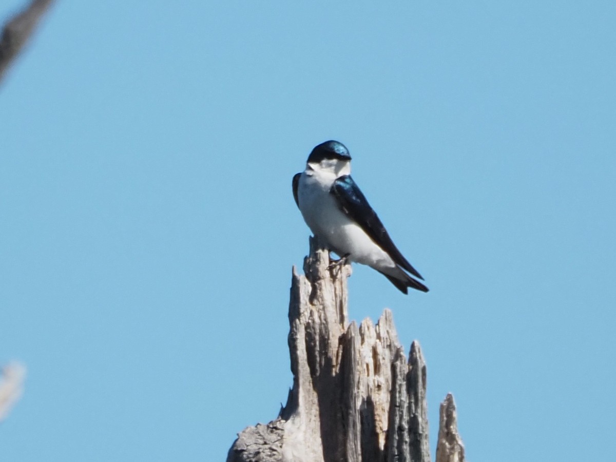 Tree Swallow - ML620805301