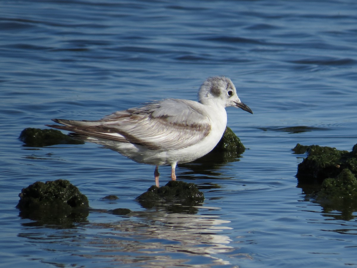 Bonaparte's Gull - ML620805303