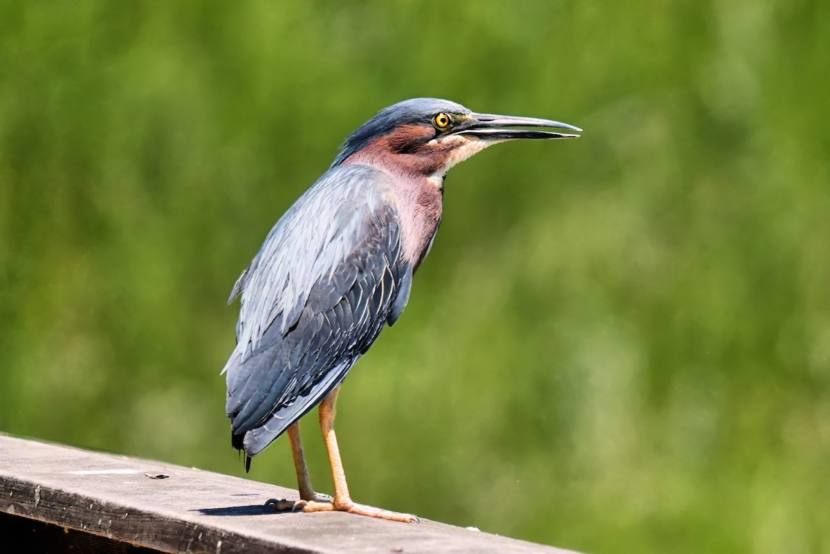 Green Heron - ML620805305