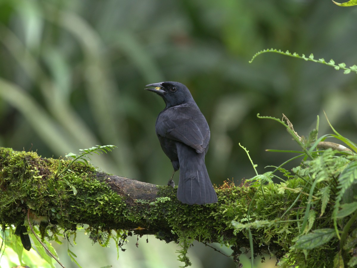 Scrub Blackbird - ML620805306