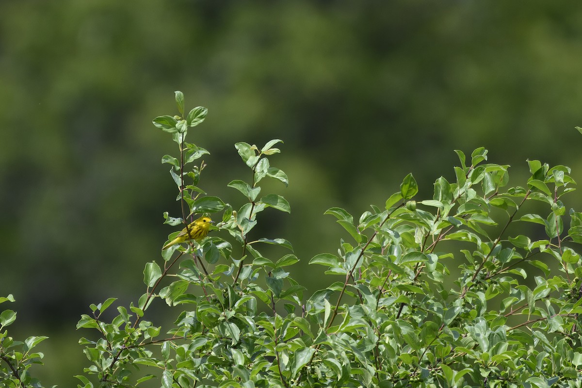 Paruline jaune - ML620805310