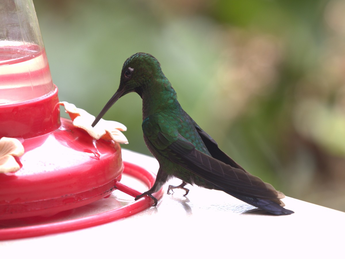 Grünstirn-Brillantkolibri - ML620805312