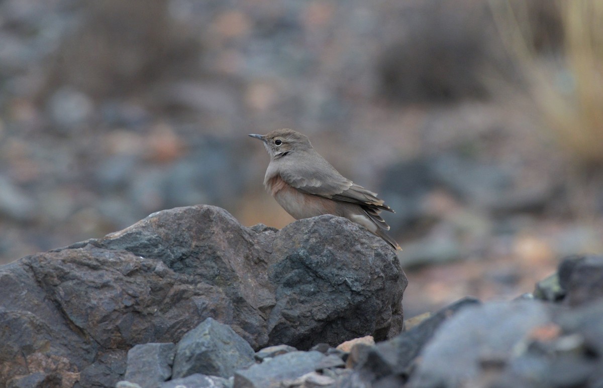 Rufous-banded Miner - Júlio César Machado