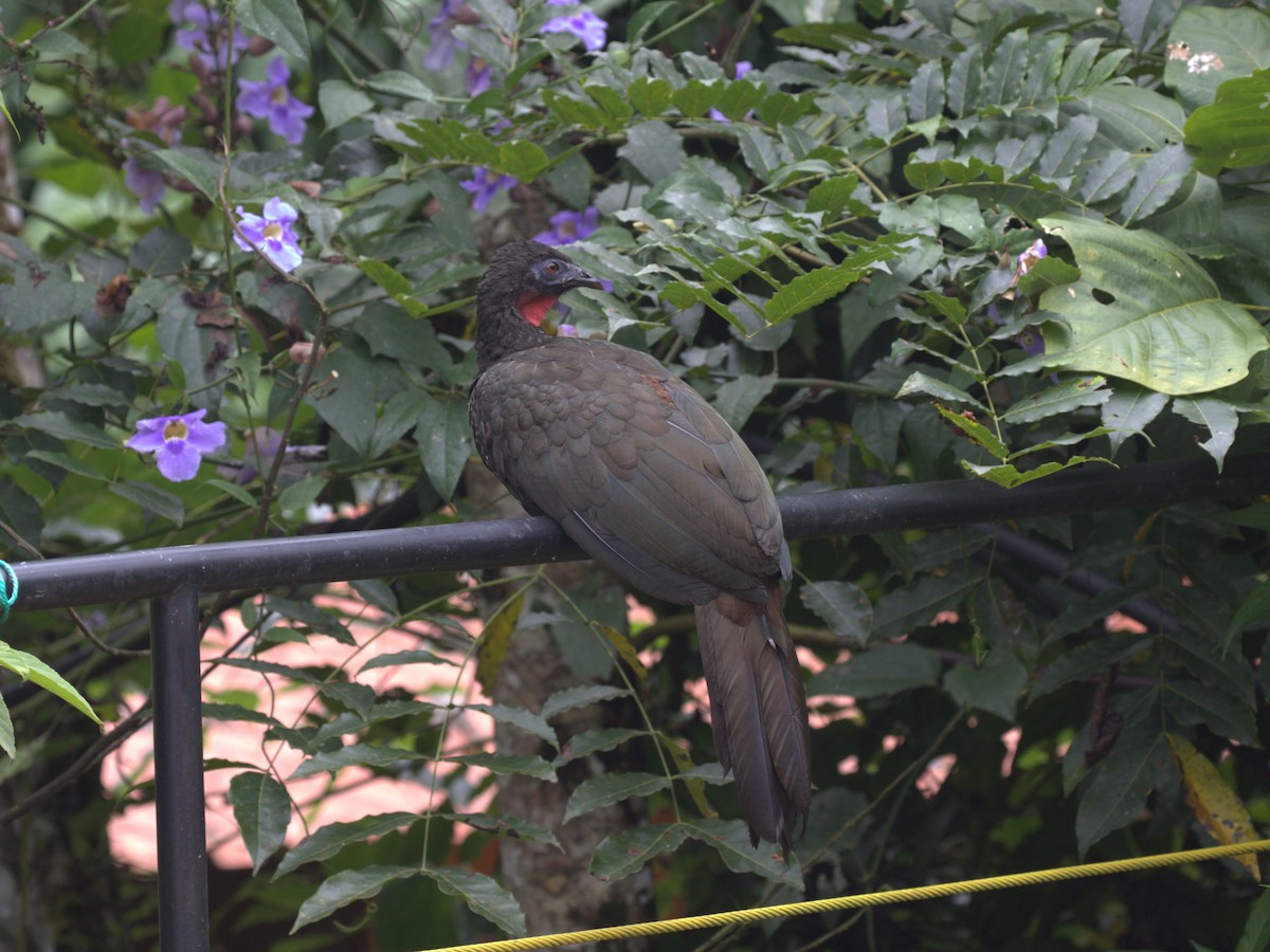 Crested Guan - ML620805318