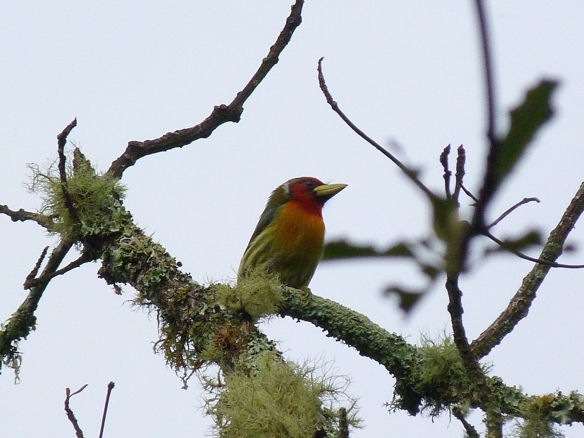 Kırmızı Başlı Barbet - ML620805320