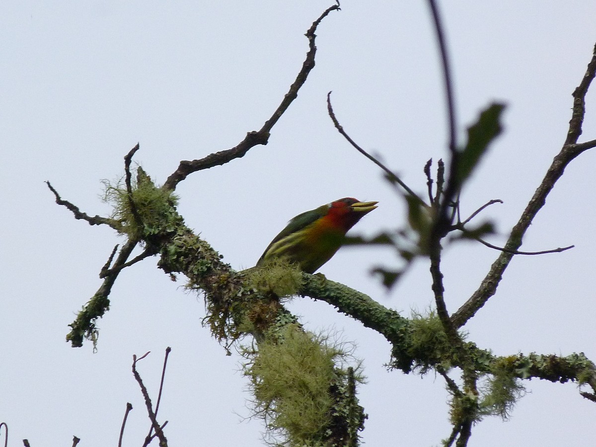 Kırmızı Başlı Barbet - ML620805321