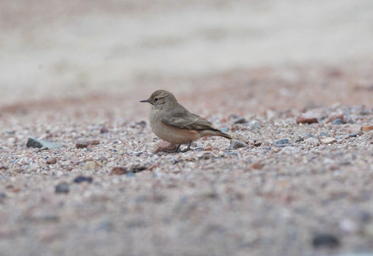 Rufous-banded Miner - ML620805322