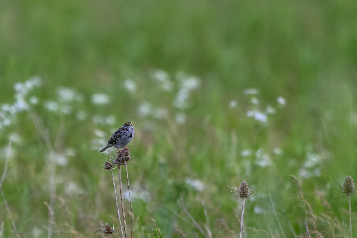 Savannah Sparrow - ML620805323