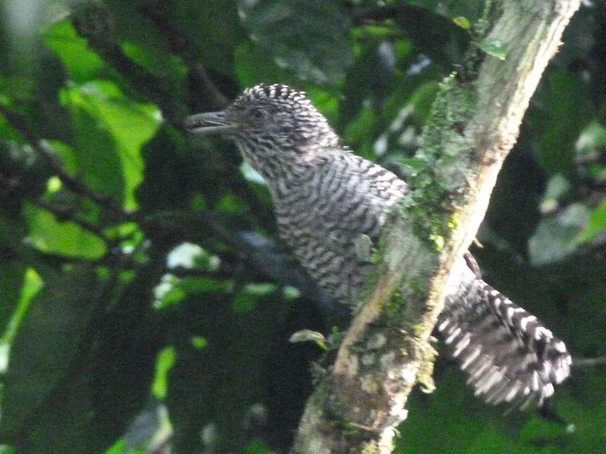 Bar-crested Antshrike - Jaime A Garizábal-Carmona