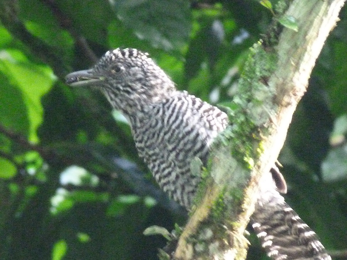 Bar-crested Antshrike - ML620805326