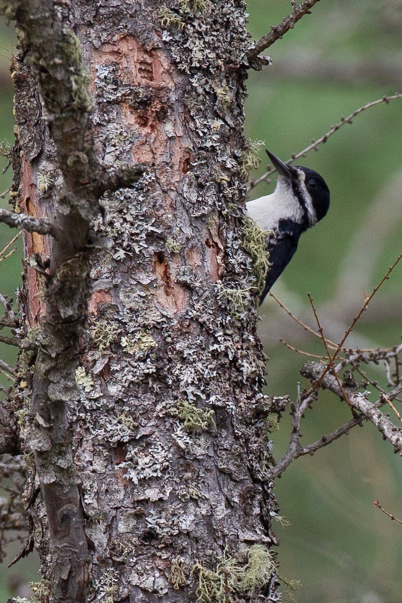 Black-backed Woodpecker - ML620805327